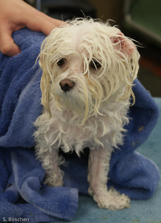 Mia - Towel Drying